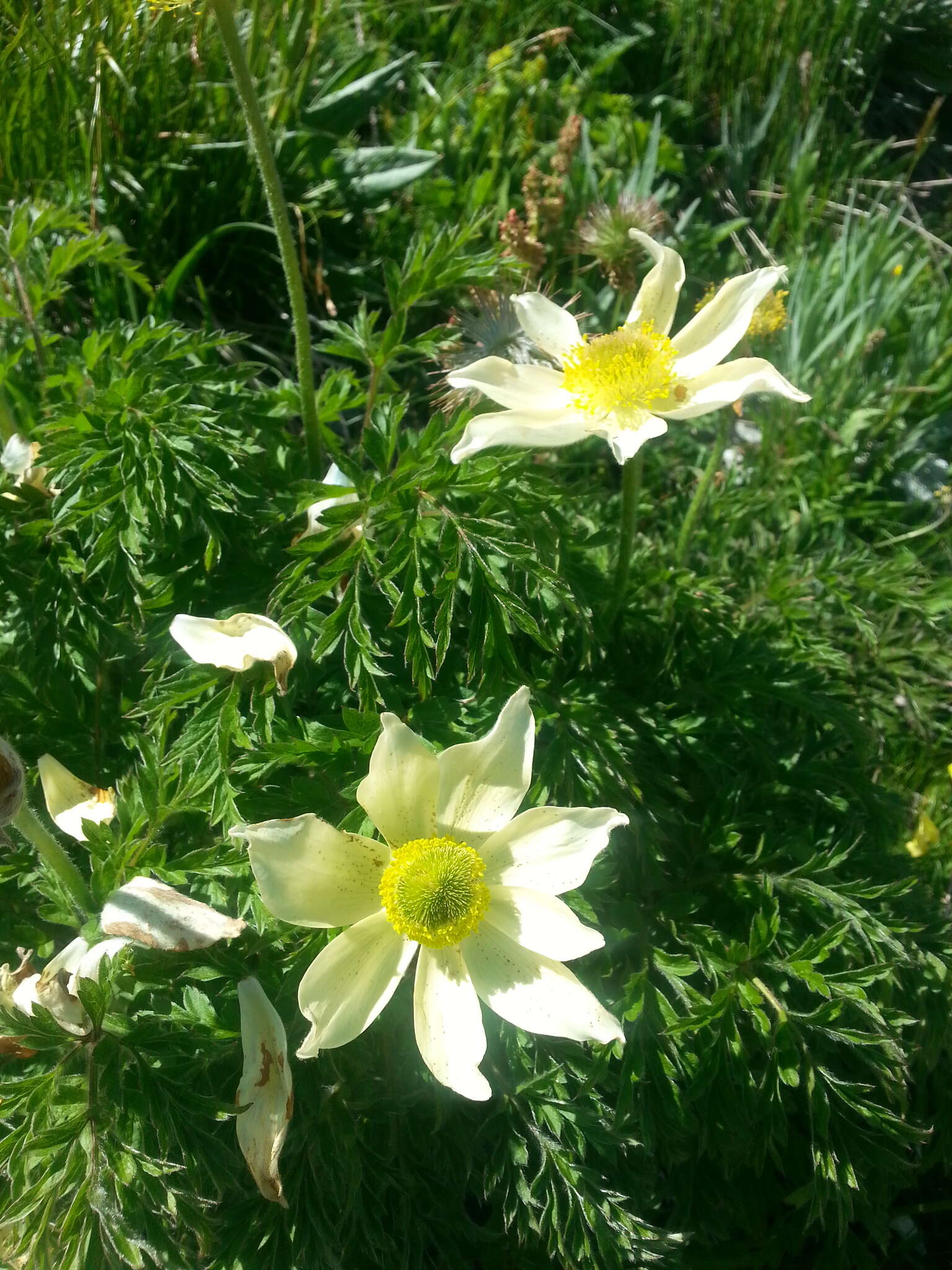 Imagem de Pulsatilla alpina (L.) Delarbre