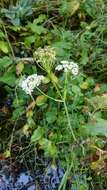 Image of Rocky Mountain hemlockparsley