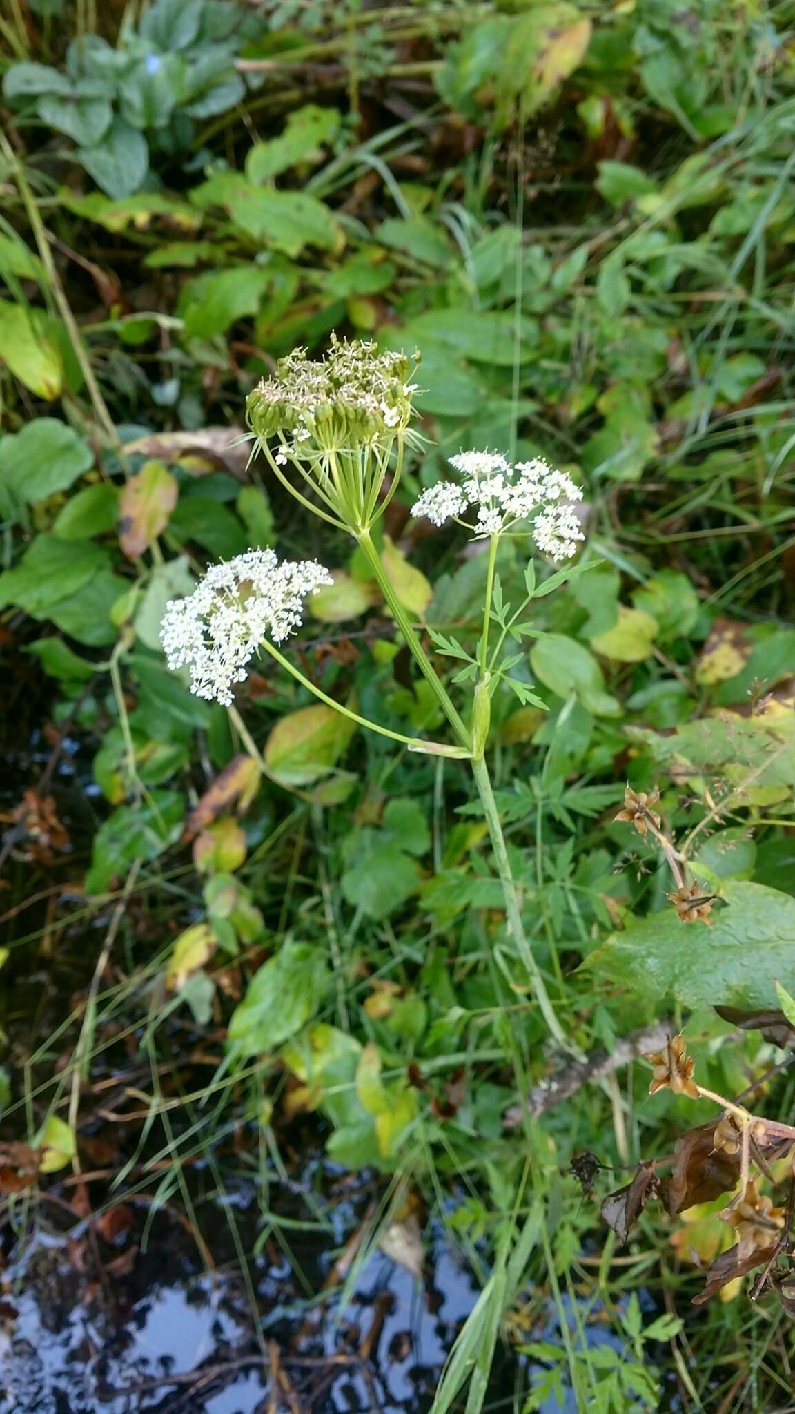 Imagem de Conioselinum scopulorum (A. Gray) Coult. & Rose