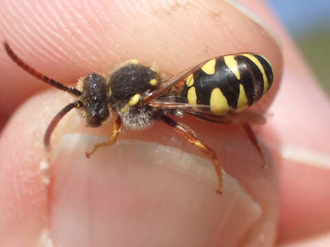 Image of Nomada fulvicornis Fabricius 1793