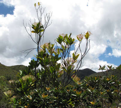 Plancia ëd Ixora francii Schltr. & K. Krause