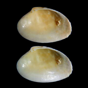 Image of golden carpet shell