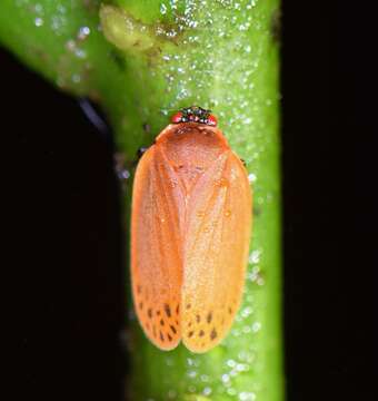 Image of Tomaspis biolleyi (Distant 1900)