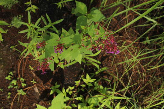 Image of Cuphea tolucana Peyr.