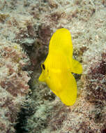 Image of Lemon Sailfin