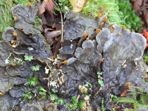 Image of membraneous felt lichen