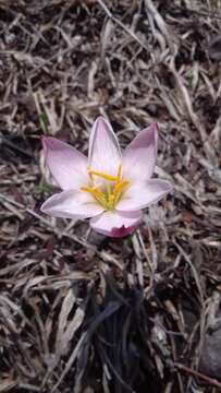 Sivun Zephyranthes concolor (Lindl.) Benth. & Hook. fil. kuva