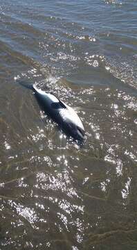 Image of Salmon Shark