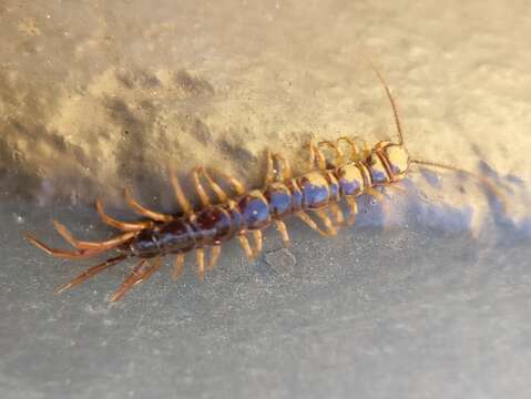 Image of Lithobius peregrinus Latzel 1880