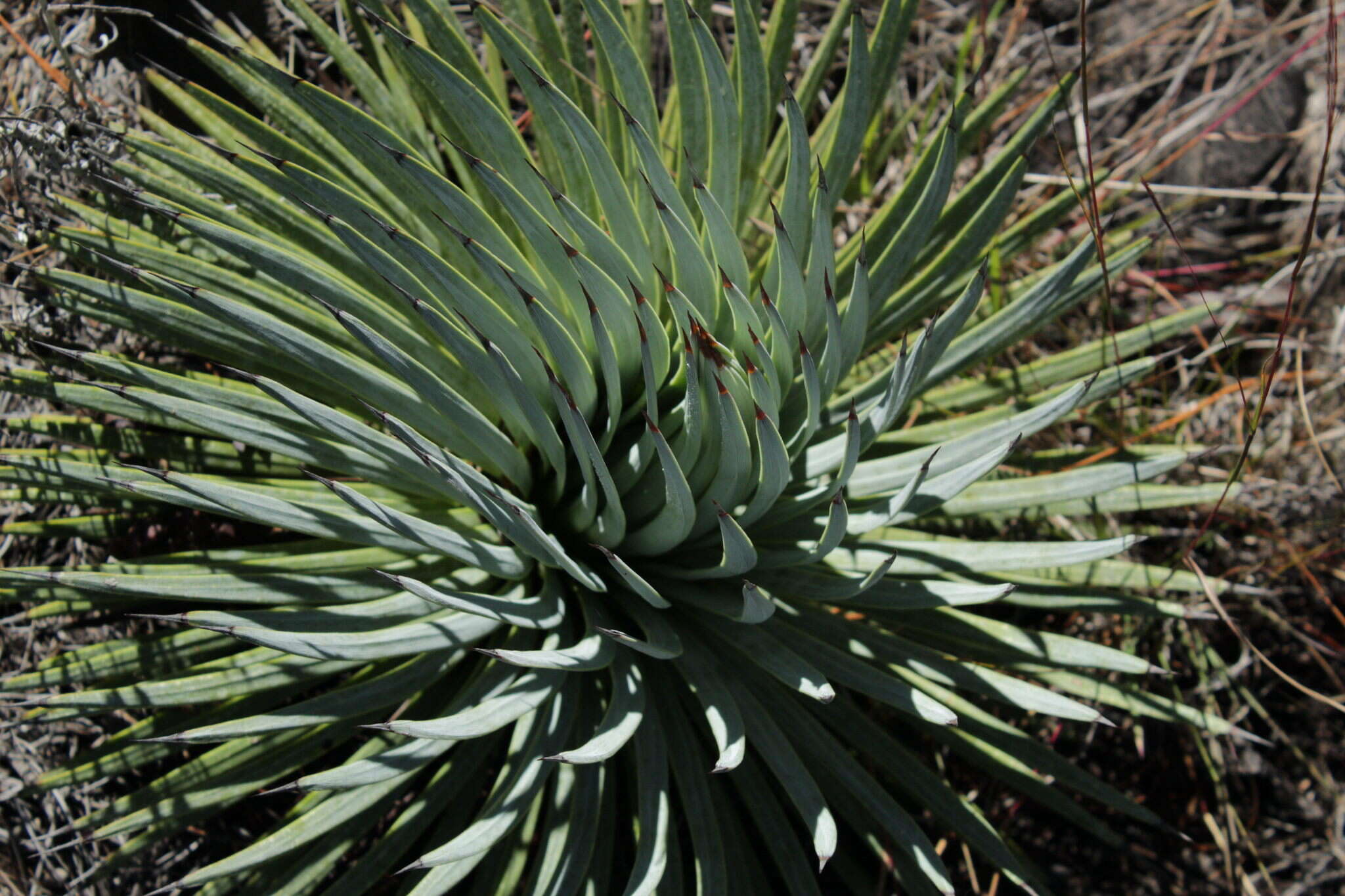 Image of Agave rzedowskiana P. Carrillo, Vega & R. Delgad.