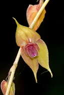 Image of Lepanthes jardinensis Luer & R. Escobar