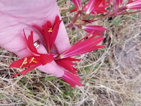 Imagem de Zephyranthes bifida