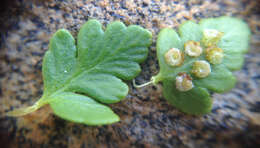 Plancia ëd Polystichum andinum Phil.