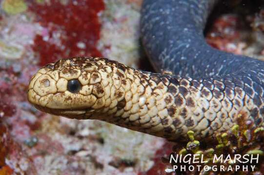 Image of Egg-eating Sea Snake