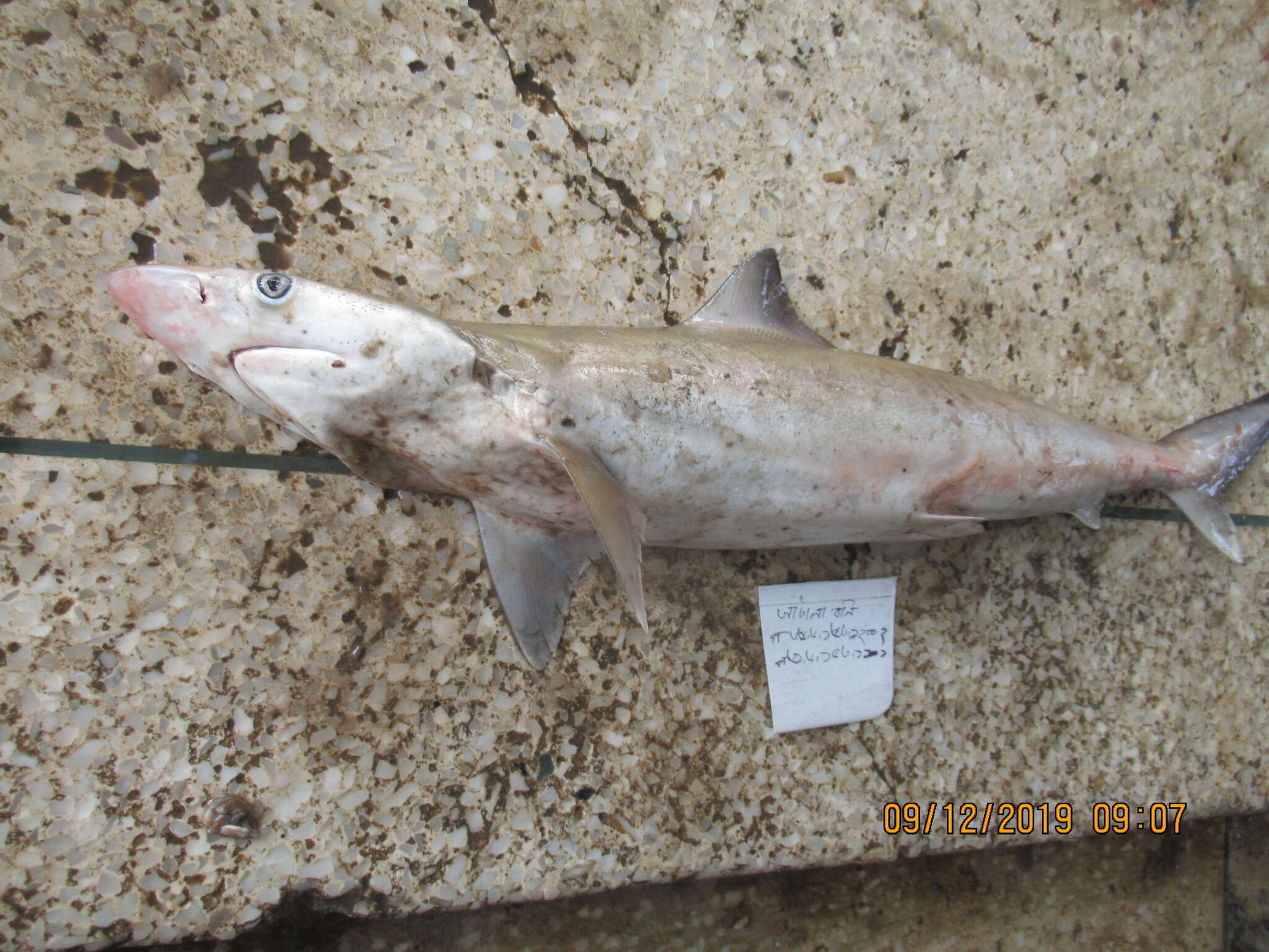 Image of Grey Sharpnose Shark