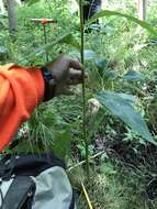 Image of roundleaf goldenrod