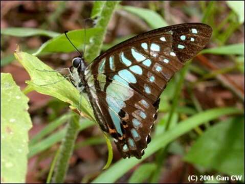 Image of Graphium evemon (Boisduval 1836)