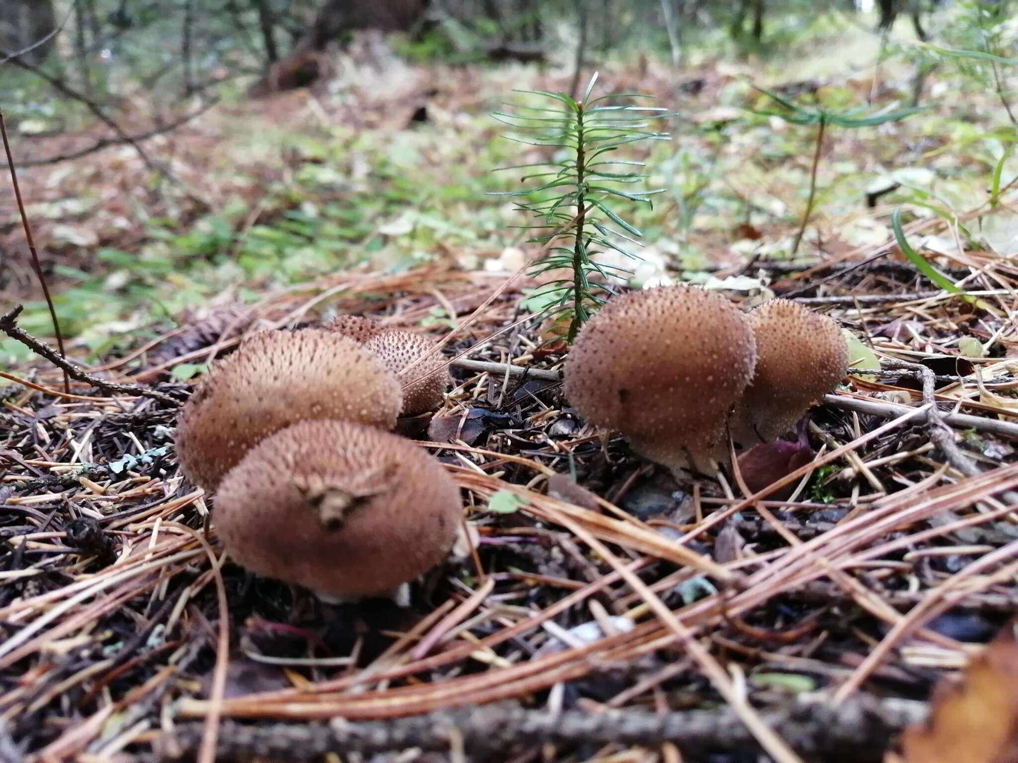 Imagem de Lycoperdon nigrescens Pers. 1794