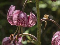 Lilium martagon var. martagon的圖片