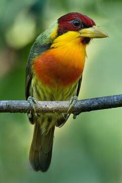 Image of Lemon-throated Barbet