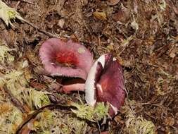 Image of Russula purpureoflava Cleland 1927