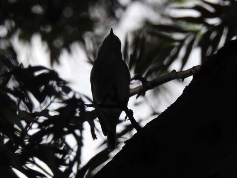 Imagem de Vireo plumbeus Coues 1866