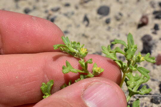 Image of Nevada sumpweed