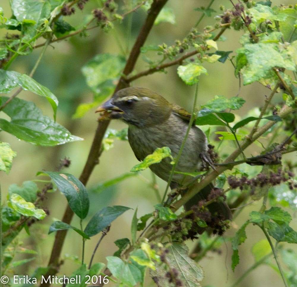 صورة Saltator albicollis Vieillot 1817