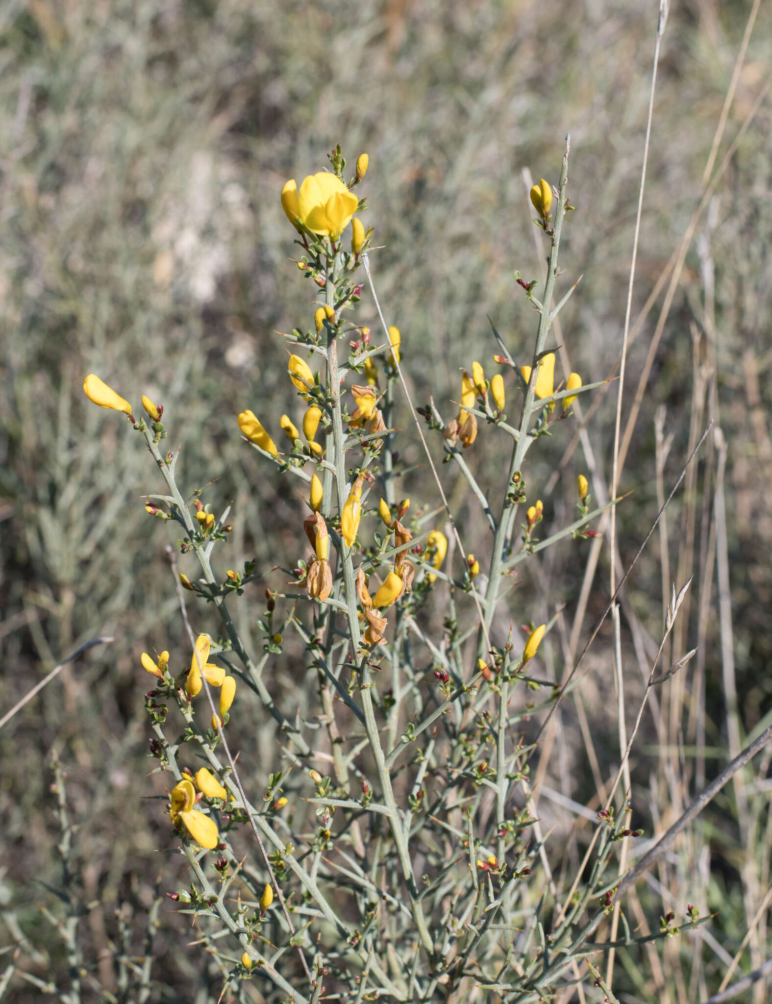 Image of Genista scorpius (L.) DC.