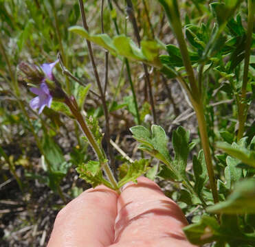 Image de Verbena plicata Greene