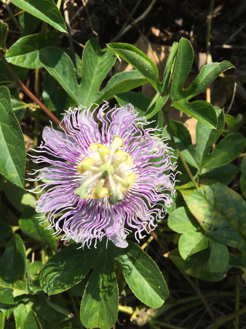 Plancia ëd Passiflora incarnata L.