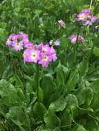 Imagem de Primula auriculata Lam.