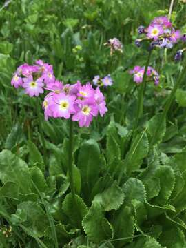 Слика од Primula auriculata Lam.