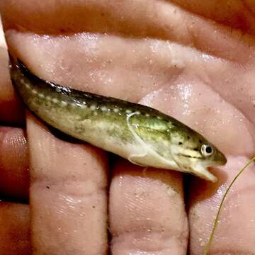 Image of Spotted Codling