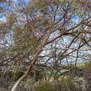 Eucalyptus leptopoda Benth. resmi