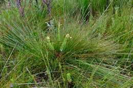 Image of Epischoenus quadrangularis (Boeckeler) C. B. Clarke