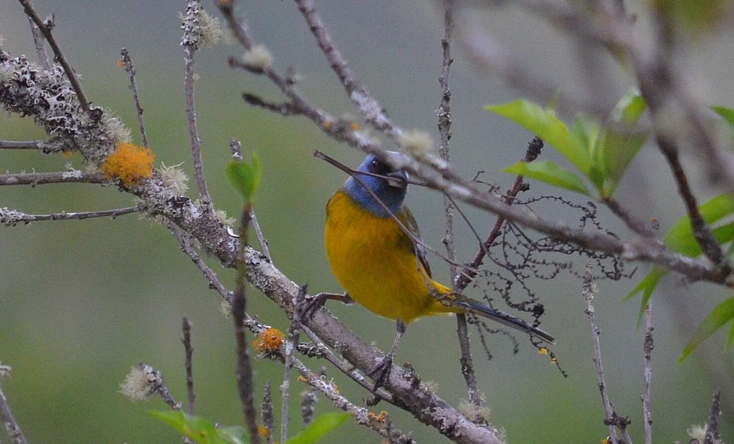 Image of Blue-and-yellow Tanager