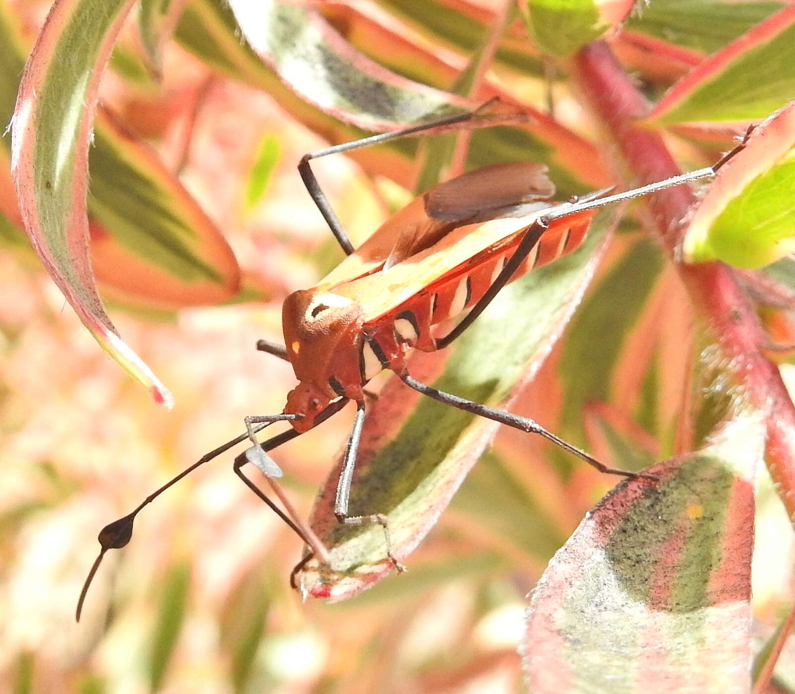 صورة Galaesus hasticornis (Thunberg 1784)