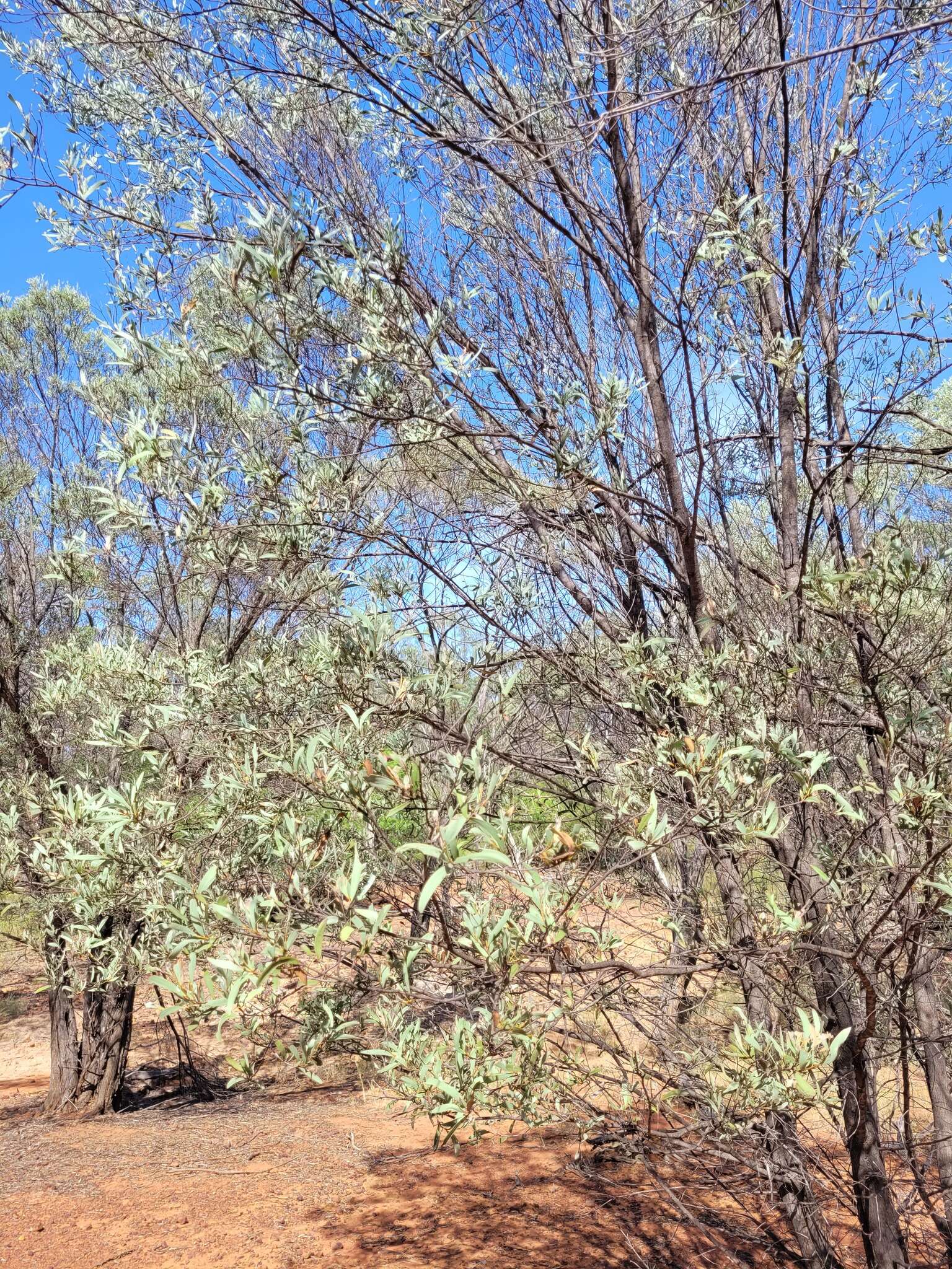 Imagem de Acacia catenulata C. T. White