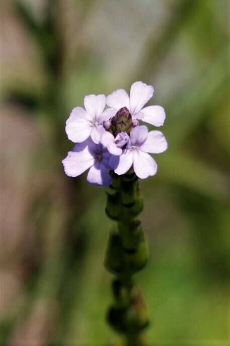 Image of Buchnera dura Benth.