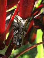 Image of Alfalfa Looper Moth