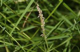 Image of Japanese Zoysiagrass