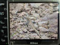 Image of Chihuahuan spotted whiptail