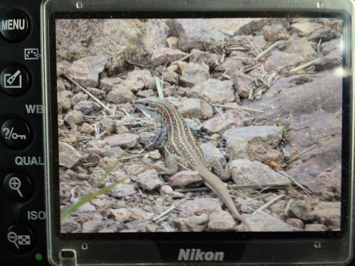 Image of Chihuahuan spotted whiptail