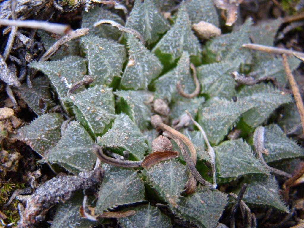 Image of Haworthia maraisii var. maraisii