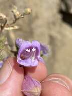 Image of cutleaf beardtongue