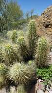 Image of Nichol's hedgehog cactus