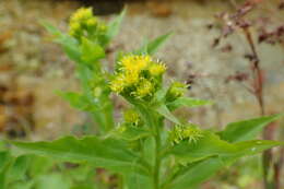 Image of Solidago multiradiata subsp. paramuschirensis (Barkalov) V. N. Voroschilov