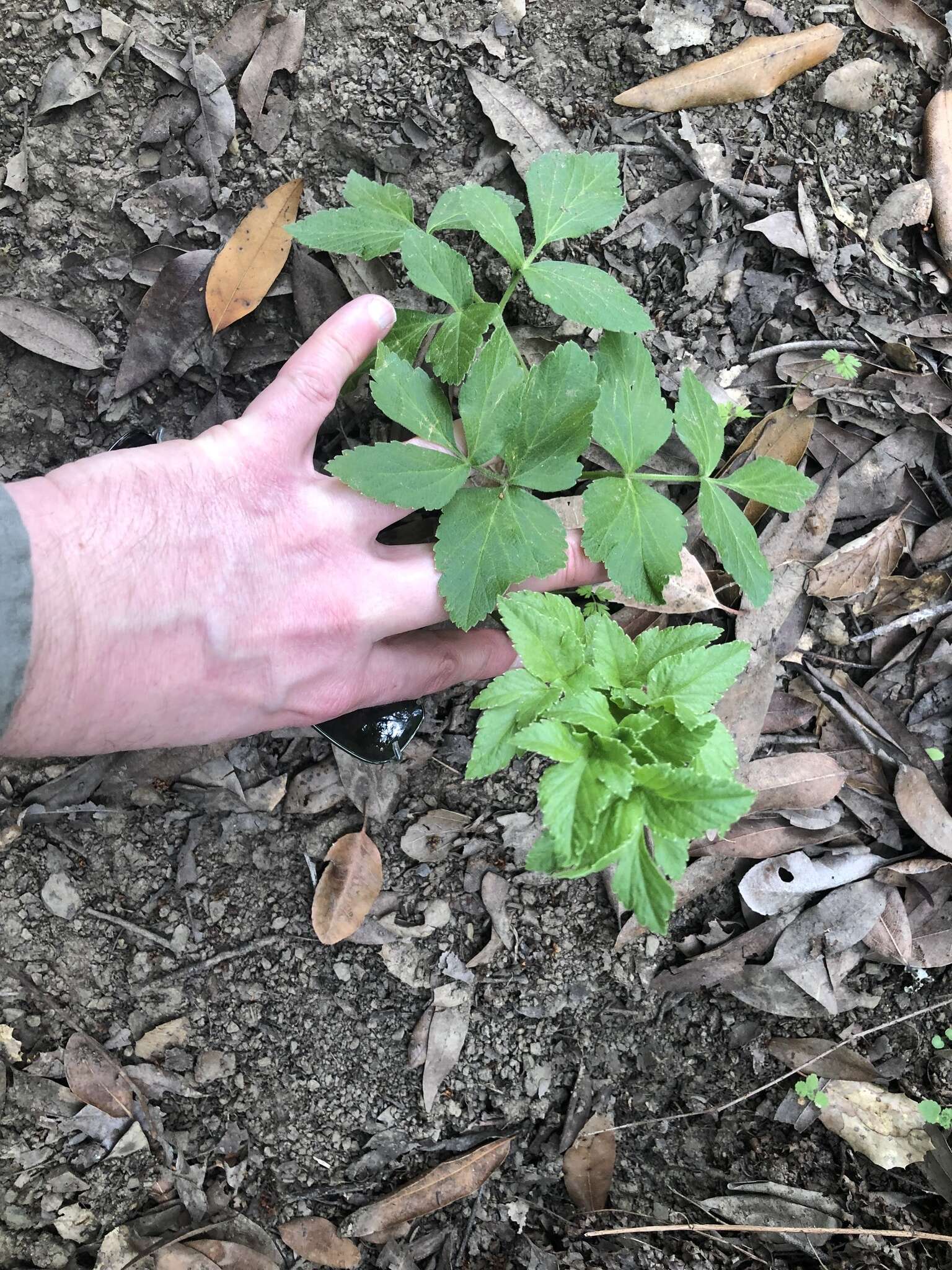 Слика од Angelica californica Jeps.