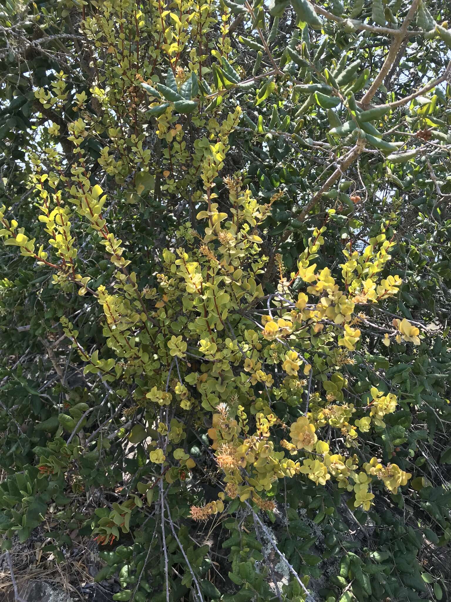 Image de Notanthera heterophyllus G. Don